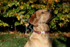 Retriever - Fox Red Labrador