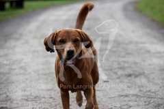 Retriever - Fox Red Labrador