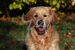 Retriever - Golden