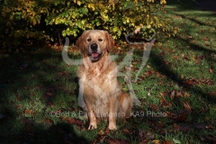 Retriever - Golden