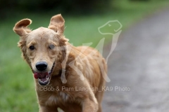 Retriever - Golden