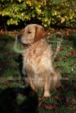 Retriever - Golden