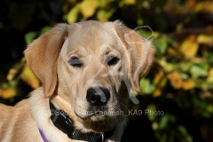 Retriever - Yellow Labrador