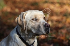 Retriever - Yellow Labrador