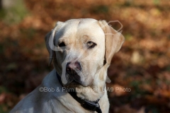 Retriever - Yellow Labrador