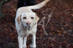 Retriever - Yellow Labrador