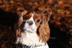 Spaniel - Cavalier King Charles