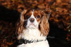 Spaniel - Cavalier King Charles