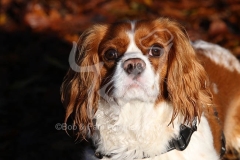 Spaniel - Cavalier King Charles