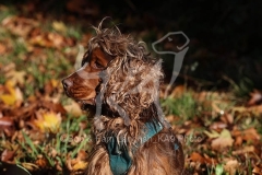 Spaniel - English Cocker