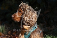 Spaniel - English Cocker