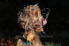 Spaniel - English Cocker