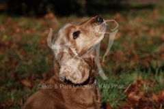 Spaniel - English Cocker