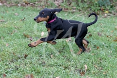 Doberman Pinscher