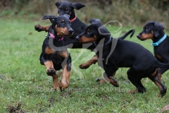 Doberman Pinscher