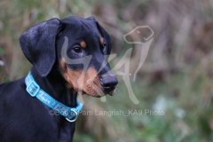 Doberman Pinscher