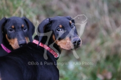 Doberman Pinscher