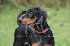 Doberman Pinscher