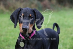 Doberman Pinscher