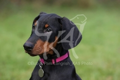 Doberman Pinscher