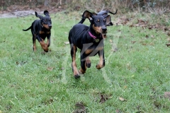 Doberman Pinscher