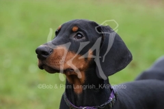 Doberman Pinscher