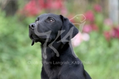 Retriever - Black Labrador