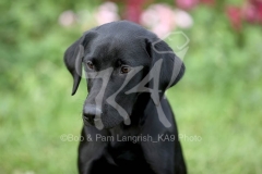 Retriever - Black Labrador