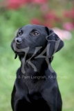 Retriever - Black Labrador