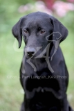 Retriever - Black Labrador