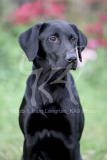 Retriever - Black Labrador