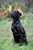 Retriever - Black Labrador