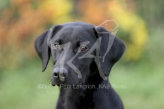 Retriever - Black Labrador