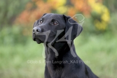 Retriever - Black Labrador