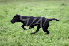 Retriever - Black Labrador