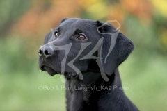 Retriever - Black Labrador