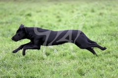 Retriever - Black Labrador