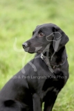 Retriever - Black Labrador