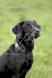 Retriever - Black Labrador