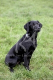 Retriever - Black Labrador