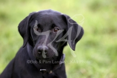 Retriever - Black Labrador