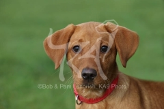 Retriever - Fox Red Labrador