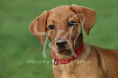 Retriever - Fox Red Labrador