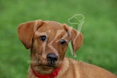 Retriever - Fox Red Labrador