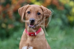 Retriever - Fox Red Labrador