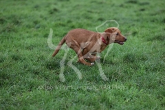 Retriever - Fox Red Labrador