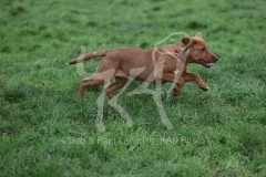 Retriever - Fox Red Labrador