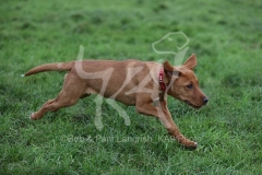 Retriever - Fox Red Labrador