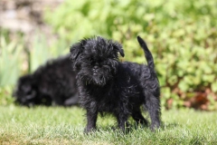 Affenpinscher