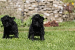 Affenpinscher